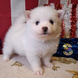 Boy 3 - White male Pomeranian puppy in Lore City, Ohio from Tonia's Pomeranians