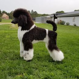 Bodi - Poodle