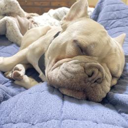French Bulldog Puppies from Mathew Household Frenchies