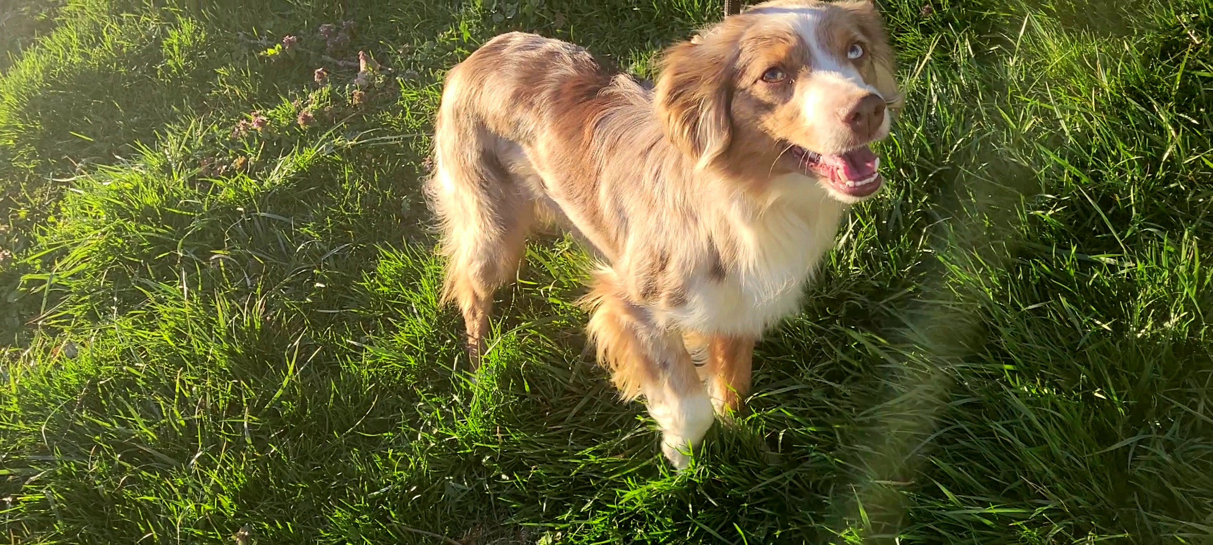 Ember - Miniature Australian Shepherd