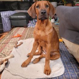 Rhodesian Ridgeback Puppies from Supernova Ridgebacks