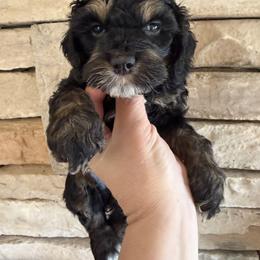 Eleanore - Black and tan female Cockapoo puppy in Connersville, Indiana from MoonShine Babies