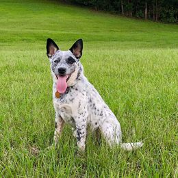 Lina - Australian Cattle Dog