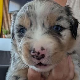 Lucky - Blue merle male Miniature Australian Shepherd puppy in Crockett, Texas from Pleasant Grove Aussies