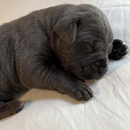 Cane Corso Puppies from Hazel’s House of Cane Corso