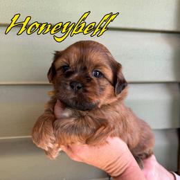 Honeybell - Sable male Shih Tzu puppy in Joplin, Missouri from Loyal Tzu's