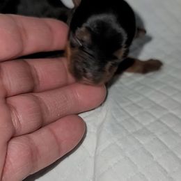 Girl 3 - Black and gold female Yorkshire Terrier puppy in Gilbert, Arizona from Yorkie Your Soulmate Puppy