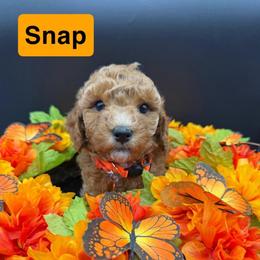 Snap- Orange Collar - Red  male Goldendoodle puppy in Cape Coral, Florida from Nay Nays Mini Doodles