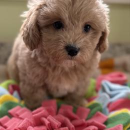 Tasha - Apricot female Maltipoo puppy in Colonial Beach, Virginia from BeachRidge Pups