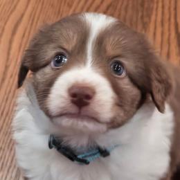 Mr wrinkles - Red tri-color male Miniature American Shepherd puppy in Santa Rosa, California from BennettValleyAussies