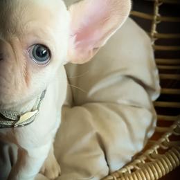 Bulldog and French Bulldog Puppies from Southern Standard Bulldogs