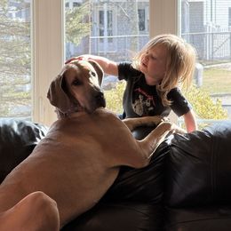Valkyrie - Great Dane
