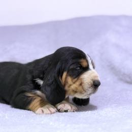 Ozzy - Black brown and white male Basset Hound puppy in Springfield, Missouri from Baylee’s Bassets