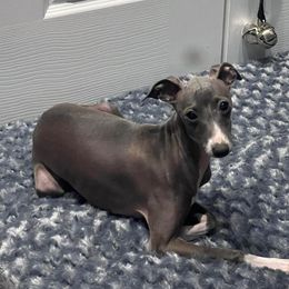 Resa - Italian Greyhound