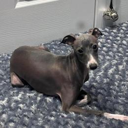 Resa - Italian Greyhound