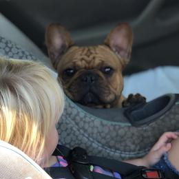 Boxer and French Bulldog All Grown Up from Blissful Euro Boxers & French Bull Dogs