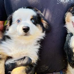German Shepherd and Miniature American Shepherd Puppies from Bouchard’s Best Shepherds