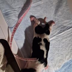 Hummingbird - Piebald female Dachshund puppy in Pekin, Illinois from Paula's Dachsunds