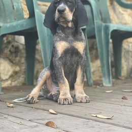 Bluetick Coonhound Puppies from Lone River Blueticks