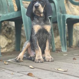 Bluetick Coonhound Puppies from Lone River Blueticks