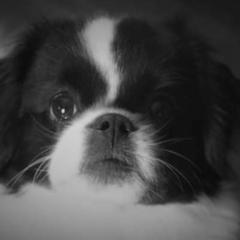 Gypsy - Tibetan Spaniel