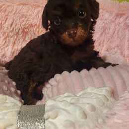 Boy 1 - Phantom male Poodle puppy in Louisiana from Mias Bayou Puppies, LLC