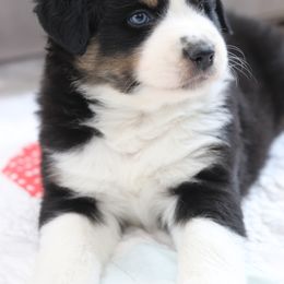 BLACKBURN - Black tri-color Australian Shepherd puppy in Noxon, Montana from MITIN Aussies AKC Standard Australian Shepherds