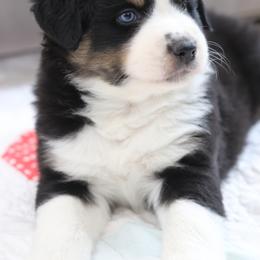 BLACKBURN - Black tri-color Australian Shepherd puppy in Noxon, Montana from MITIN Aussies AKC Standard Australian Shepherds