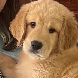 Amber - Apricot Goldendoodle puppy in San Diego, California from CrystalBay Doodles