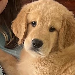 Amber - Apricot Goldendoodle puppy in San Diego, California from CrystalBay Doodles