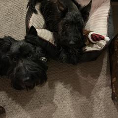 George - Scottish Terrier