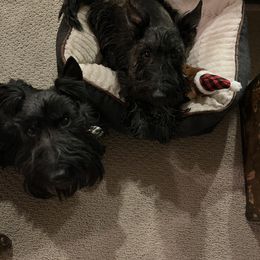 George - Scottish Terrier