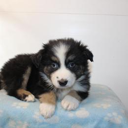 Wesley - Black tri-color male Australian Shepherd puppy in Honey Brook, Pennsylvania from New Adventures Puppies