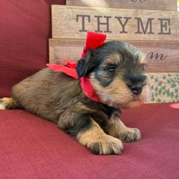 Cinnamon - Salt and pepper female Miniature Schnauzer puppy in Hemet, California from Journee Home Mini Schnauzers