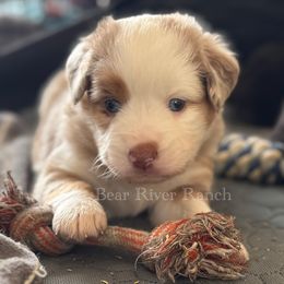 Girl 1 - Red merle female Miniature Australian Shepherd puppy in Pueblo, Colorado from Bear River Ranch LLC