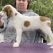 Saluki and Whippet Puppies from Aeolus Salukis & Whippets