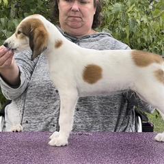 Saluki and Whippet Puppies from Aeolus Salukis & Whippets