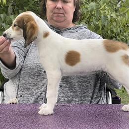 Saluki and Whippet Puppies from Aeolus Salukis & Whippets