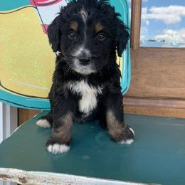 Aussiedoodle and Goldendoodle Puppies from Hickory Lane Doodles