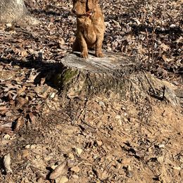 Goldendoodle Puppies from FurEver Friends Doodles