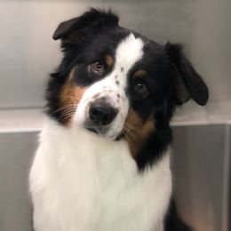 Australian Shepherds from Relic Australian Shepherds