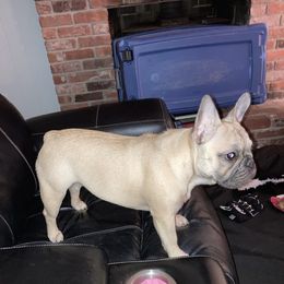 French Bulldog Puppies from FOSTERS FRENCHIES