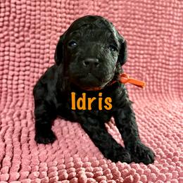 Idris - Black male Poodle puppy in Carrollton, Georgia from Dande Poodles, LLC