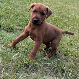 Girl 2 - Red female Irish Terrier puppy in Broadway, North Carolina from Detmore Kennels