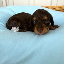 Luna - Chocolate and tan female Dachshund puppy in Cave City, Kentucky from Mammoth Cave Dachshunds