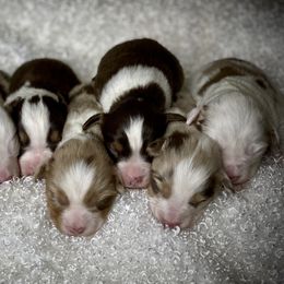 Toy Australian Shepherd Puppies from Roses Halfpint Ranch