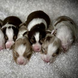 Toy Australian Shepherd Puppies from Roses Halfpint Ranch