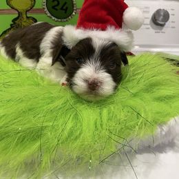 Cinnamon - Chocolate, tan and white male Yorkshire Terrier puppy in Belpre, Ohio from Blackwoods Yorkies