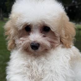 Dorthy - Parti female Goldendoodle puppy in Arcadia, Florida from KnuDawn Goldendoodles