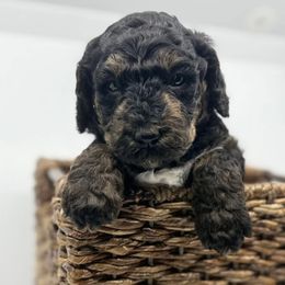 Dash - Phantom male Bernedoodle puppy in La Plata, Maryland from Serenity Creek Doodles